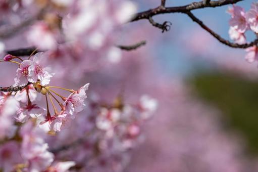 満開の河津桜のクローズアップ 満開の河津桜のクローズアップの写真