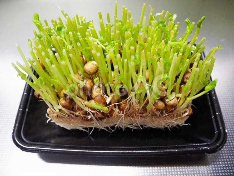 豆苗の再生栽培02 豆苗,再生栽培,再生野菜の写真素材