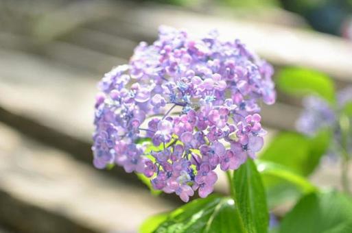 紫陽花 紫陽花の写真