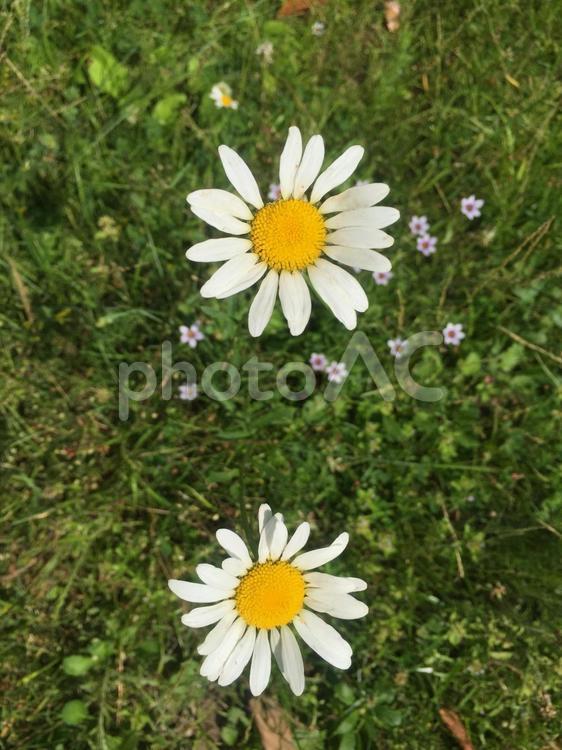 【花】【自然】【夏】【草】【植物】 花,自然,夏の写真素材
