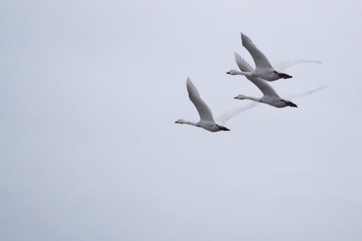 白鳥 白鳥の写真