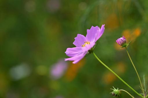 かわいいコスモスの花 かわいいコスモスの花の写真