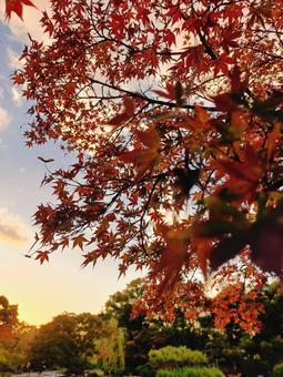 紅葉 秋,もみじ,赤の写真素材