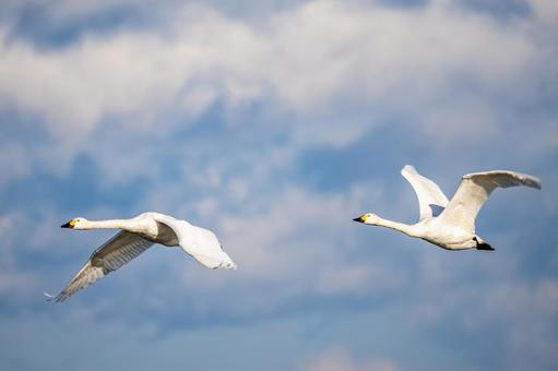 オオハクチョウ⒁ 鳥,オオハクチョウ,ハクチョウの写真素材