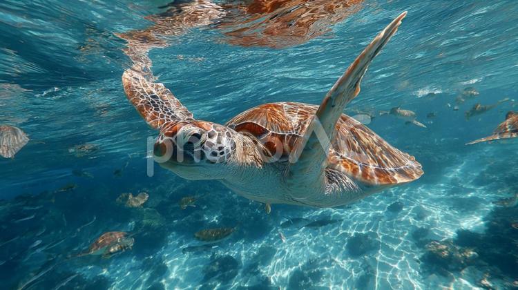 太陽の光が差し込む海中のウミガメの姿 ウミガメ,亀,海の写真素材