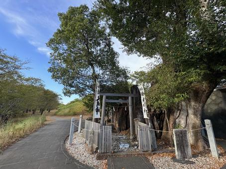 大樹に守られた河原 大樹に守られた河原 ご神木,鳥居,神社の写真素材
