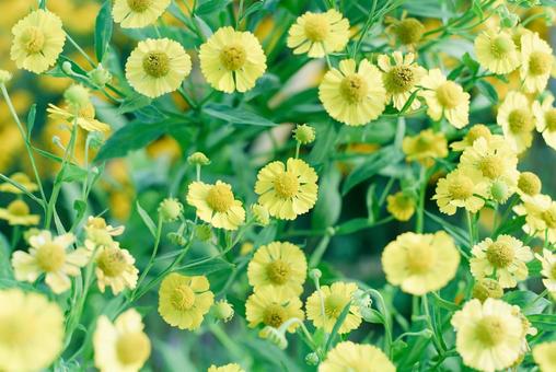 可憐なヘレニウム 可憐なヘレニウム 高品質,黄色,花の写真素材
