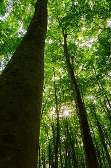 250515十日町市松之山美人林 新潟県,十日町市,松之山の写真素材