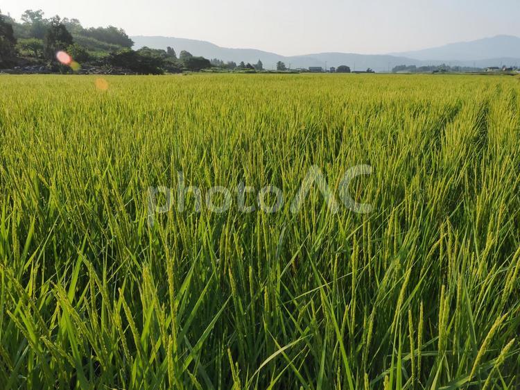 稲作 田んぼ,風景,日本の田舎の写真素材