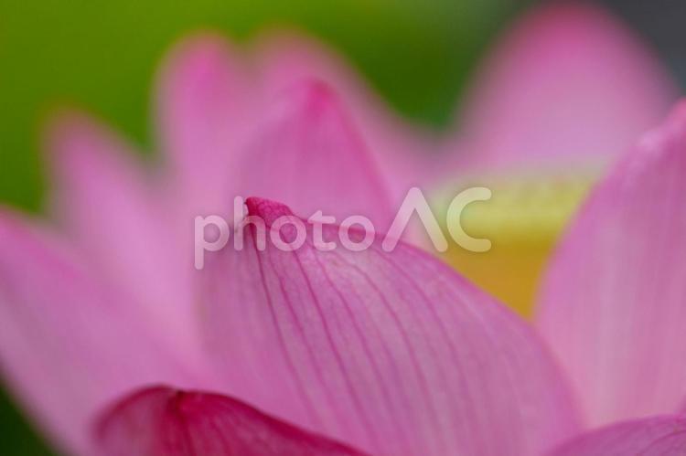 ハスの花びらにピントを合わせて 蓮,蓮の花,ハスの花の写真素材