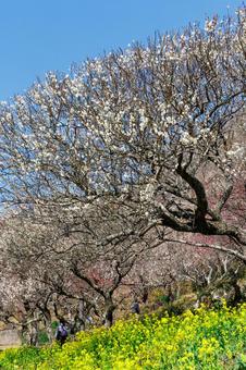 青空に映える満開の白梅 梅,迎春,梅の花の写真素材