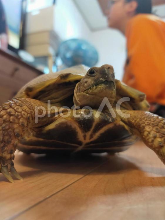 ロシアリクガメ　アップ ペット,動物,カメの写真素材
