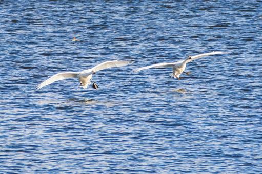 オオハクチョウ(38) 鳥,オオハクチョウ,ハクチョウの写真素材