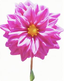 濃いピンクのお花 濃いピンクのお花 お花,花,ピンクの写真素材