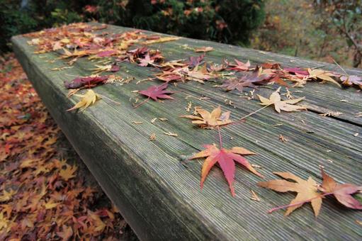 紅葉の落葉 もみじ,葉,植物の写真素材
