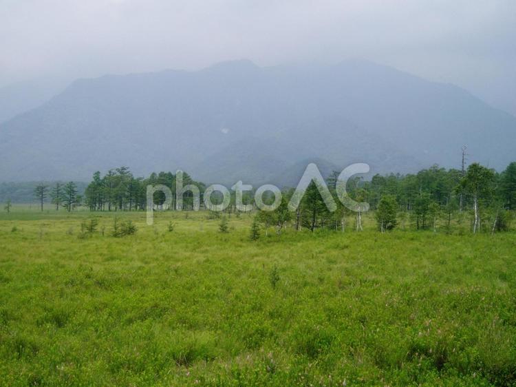 栃木県戦場ヶ原 風景,木,自然の写真素材