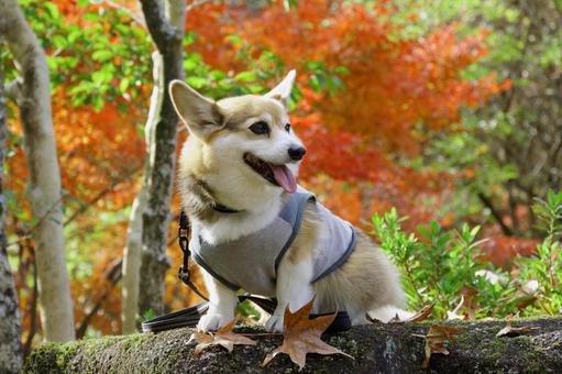 コーギー　紅葉 コーギー,紅葉,もみじの写真素材