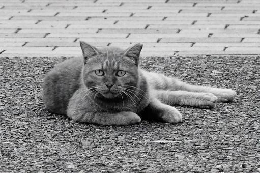 ノラ猫 ノラ猫 ねこ,野良,動物の写真素材