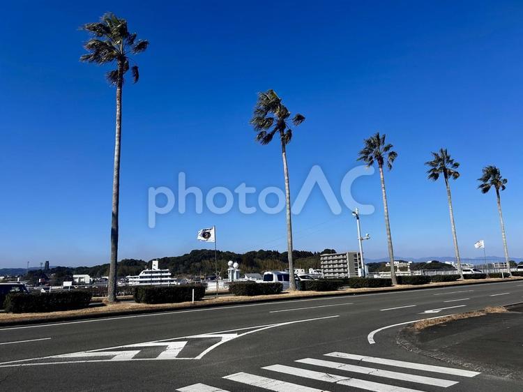 宮崎の風景 宮崎県,宮崎市,ヤシの木の写真素材