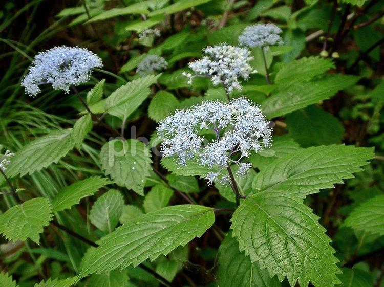 やさしい香りで山あいに咲くコアジサイ コアジサイ,花,紫陽花の写真素材