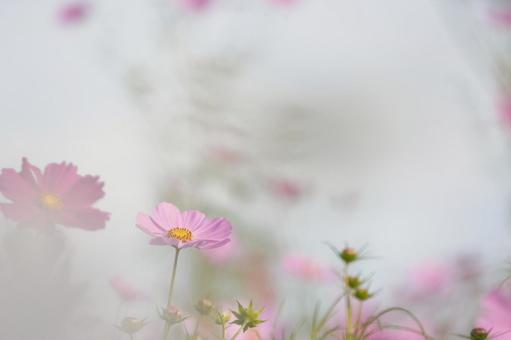 夢幻的な光と影が美しい秋桜のアップ コスモス,秋桜,花の写真素材