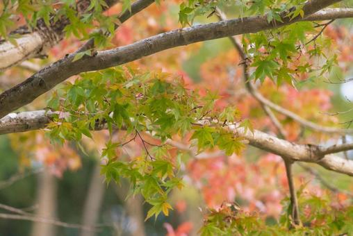 色づく前の写真