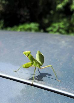 小さめなカマキリ 小さめなカマキリの写真