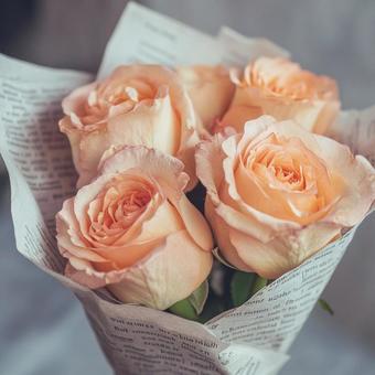 綺麗な薔薇 綺麗な薔薇の写真