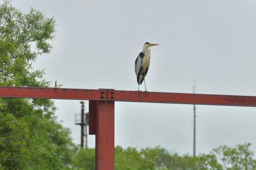アオサギ アオサギ アオサギ,野鳥,鷺の写真素材