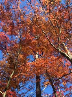 紅葉した木 紅葉した木の写真
