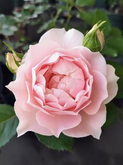 ベランダのバラ・ローブデコルテ ベランダのバラ・ローブデコルテ 薔薇,バラ,ローブデコルテの写真素材