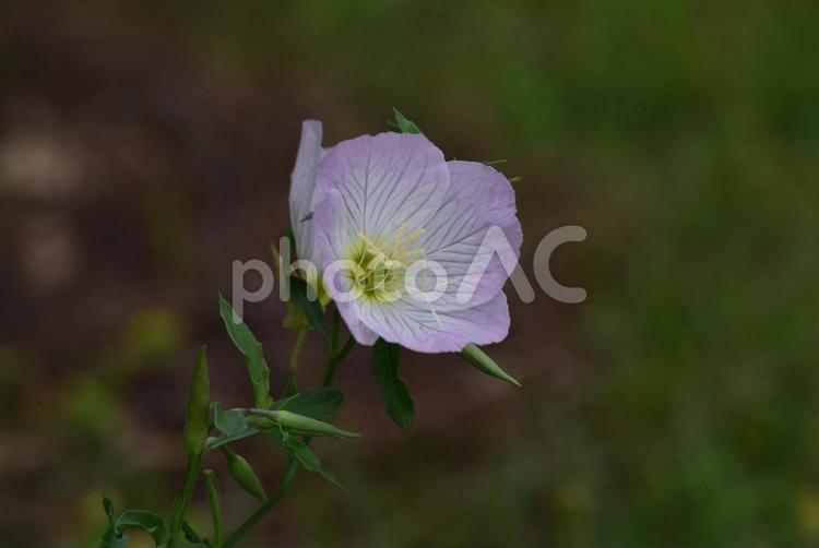 2025年の昼咲き月見草です 月見草,アカバナ科,5月の写真素材