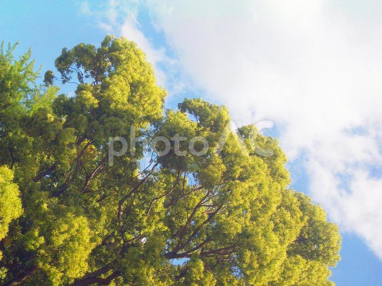 樹木と青空 樹木,植物,木の写真素材