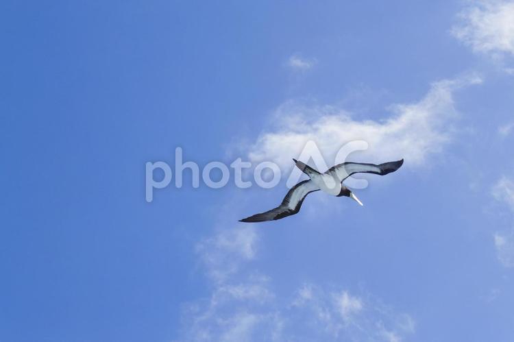 海鳥と小笠原父島近海の青い海 海鳥,小笠原,父島の写真素材