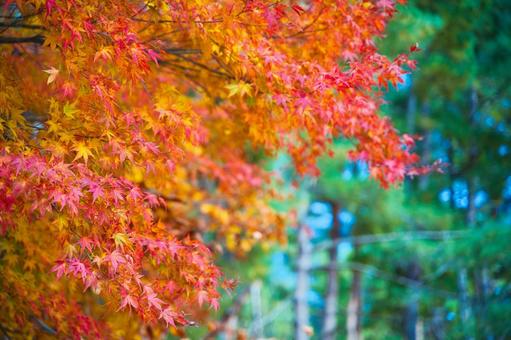 天鏡台・昭和の森の紅葉 紅葉,秋,山の写真素材