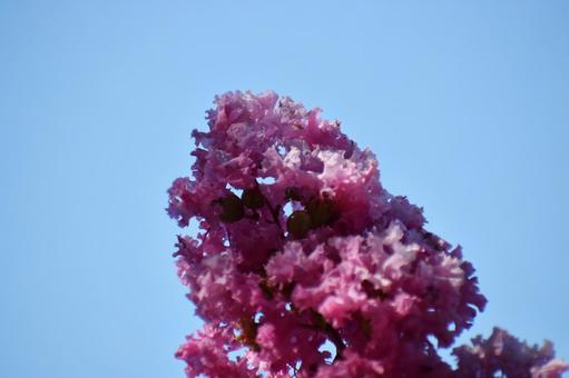 Crape myrtle, JPG Crape myrtle, JPG