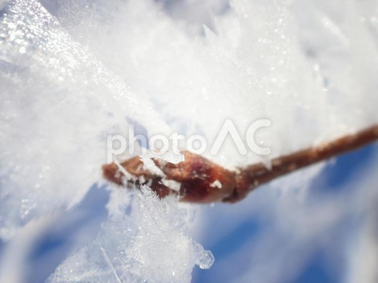 冬の凍り付く防風林 冬,樹氷,雪の写真素材