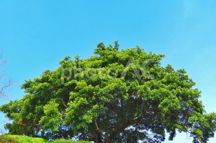 青空と大きな木 新緑,大木,晴れの写真素材