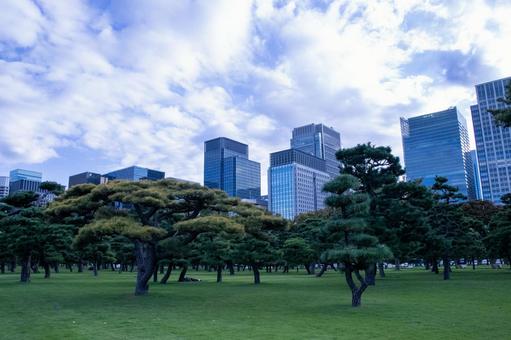皇居周りの松の木 松の木,皇居,東京の写真素材