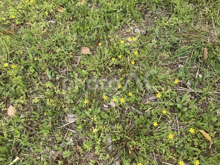 野原と小さい花たち 野原,たんぽぽ,公園の写真素材