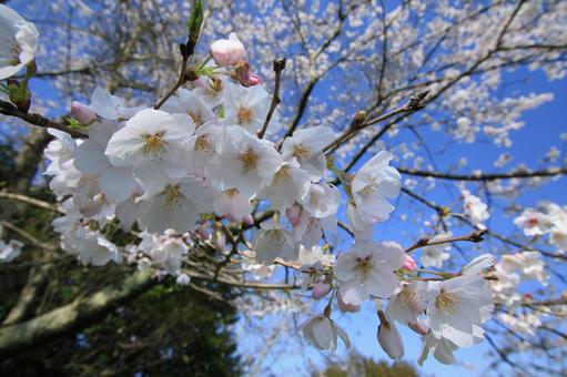 桜 桜の写真