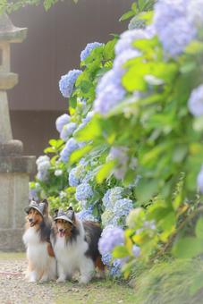 Photo, dog, outdoors, the scenery, 