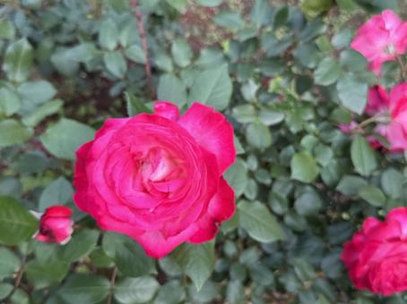 Flowers, JPG Flowers, JPG