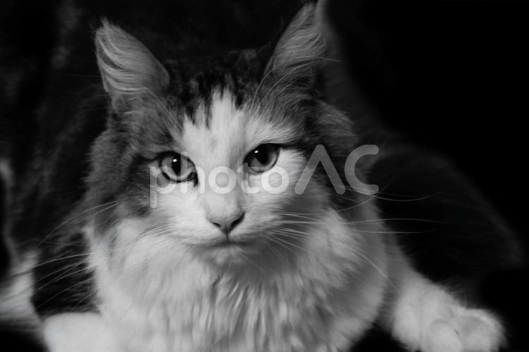 ノルウエージャンフォレストキャットの白黒アップ ノルウエージャン,フォレストキャット,白黒の写真素材