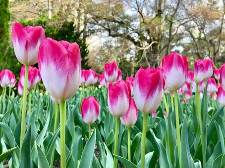 ピンクのチューリップ チューリップ,花,ピンクの写真素材