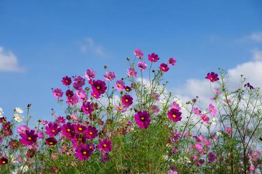 コスモスの花 コスモスの花 コスモス,コスモス畑,花の写真素材