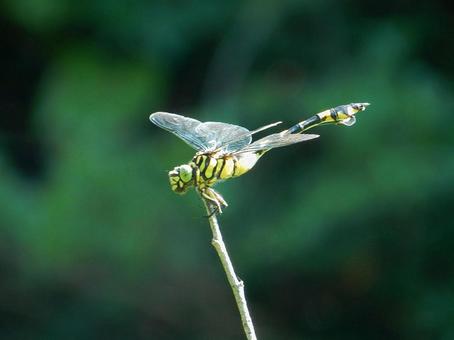【昆虫写真】ウチワヤンマ(団扇蜻蜒) 【昆虫写真】ウチワヤンマ(団扇蜻蜒)の写真