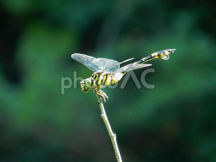 【昆虫写真】ウチワヤンマ（団扇蜻蜒） ウチワヤンマ,団扇蜻蜒,蜻蛉の写真素材