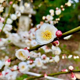 ウメの花 ウメの花の写真