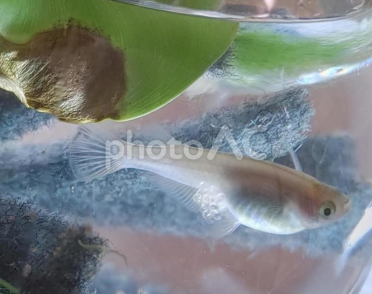 たまごをつけたメダカ メダカ,たまご,屋内の写真素材